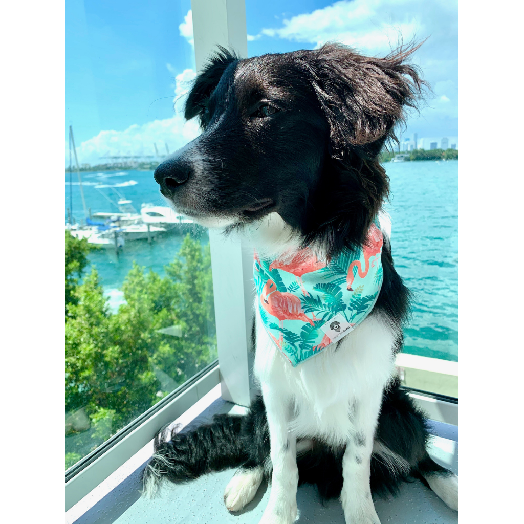 Tropical sales dog bandana