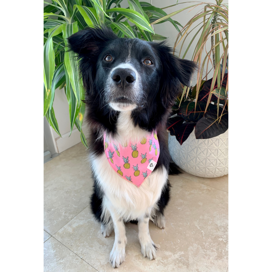 Dog wearing pink pineapple dog bandana