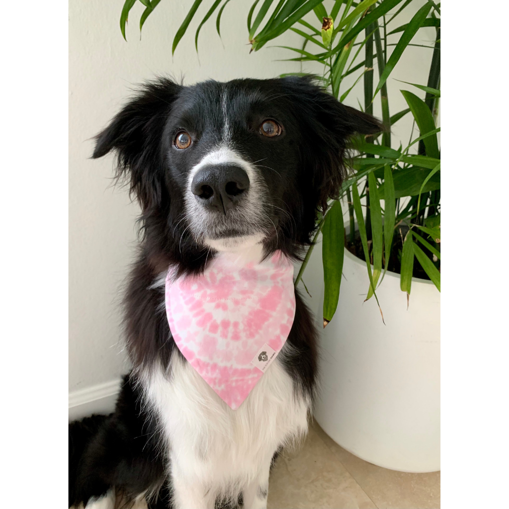 Dog wearing pink tie-dye swirls dog bandana