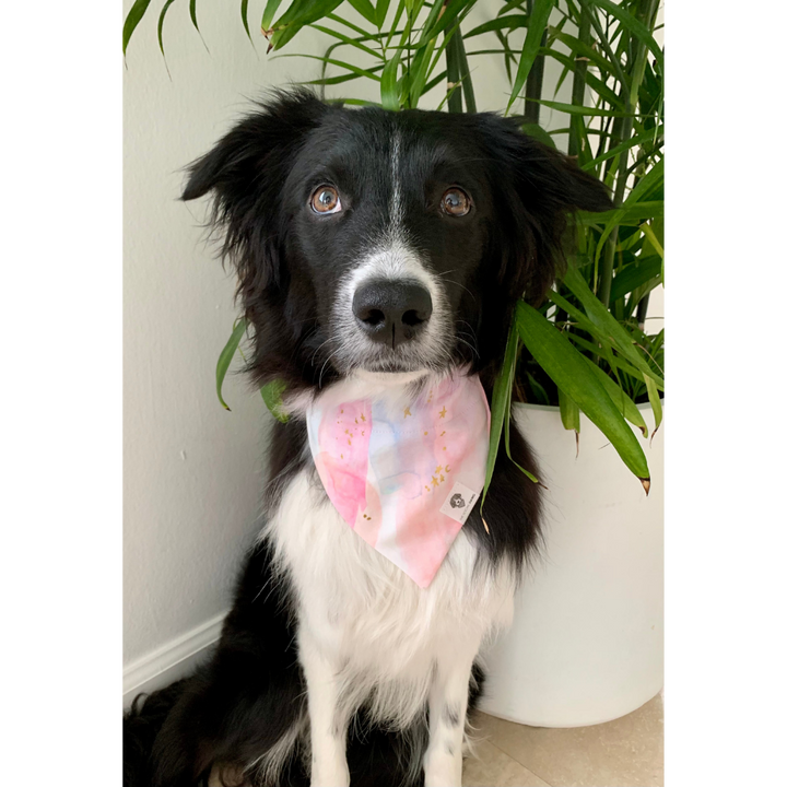Dog wearing colorful rainbow stars pink dog bandana