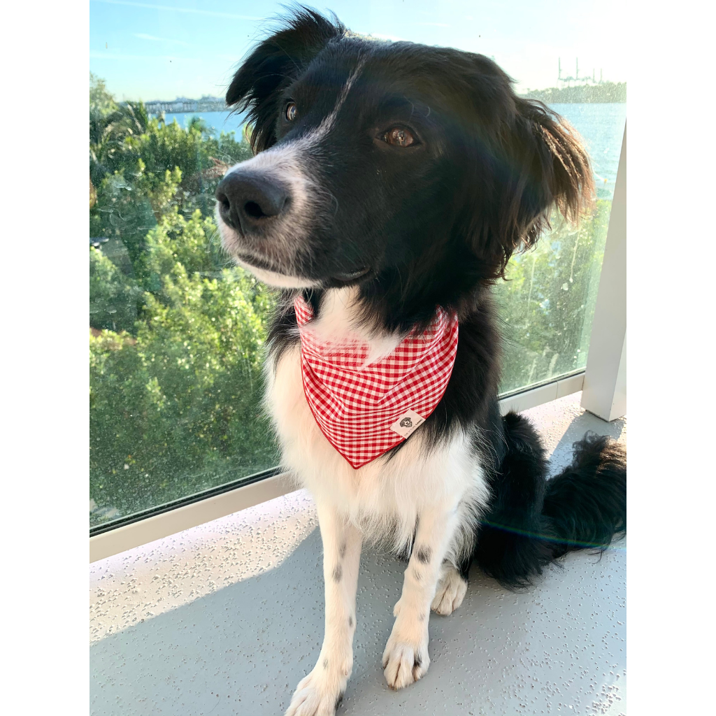 Dog wearing red gingham check tie-on dog bandana