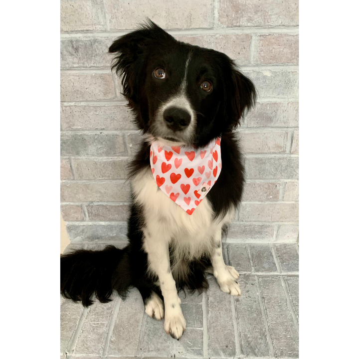 Dog wearing red and pink Valentine's Day heart dog bandana