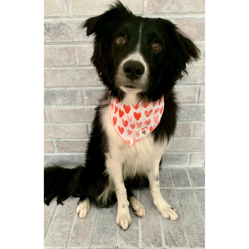Dog wearing red and pink Valentine's Day heart dog bandana