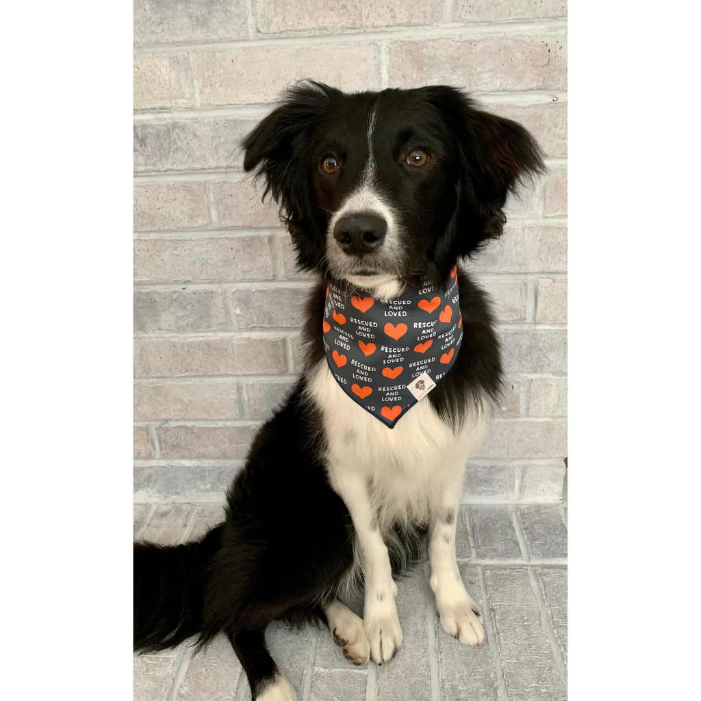 Dog wearing rescued and loved hearts navy dog bandana