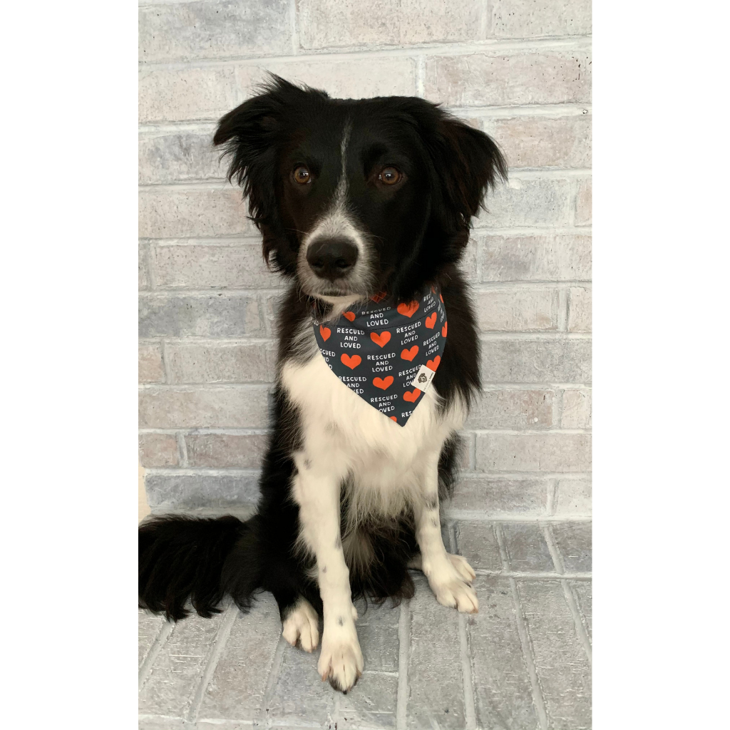 Dog wearing rescued and loved hearts navy dog bandana