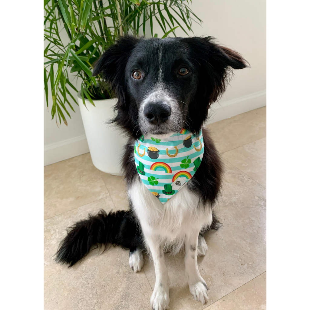 Dog wearing St. Patrick's Day gold rainbow green dog bandana