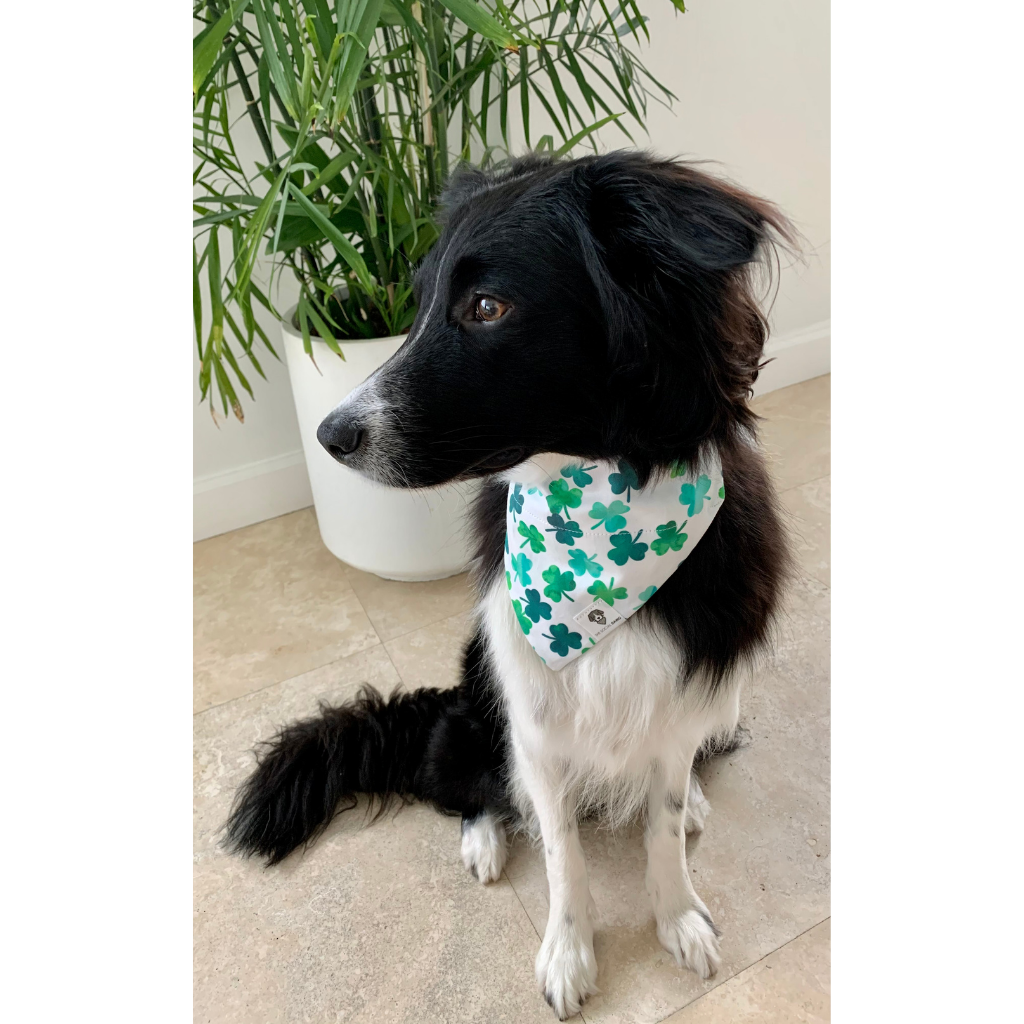 Dog wearing St. Patrick's day shamrocks green dog bandana