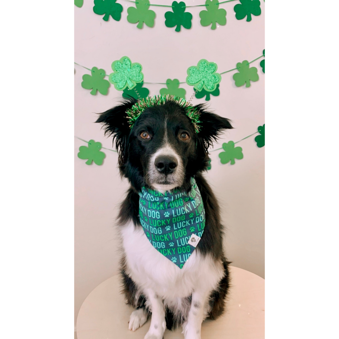 Lucky Dog St. Patrick's Slip-On Dog Bandana