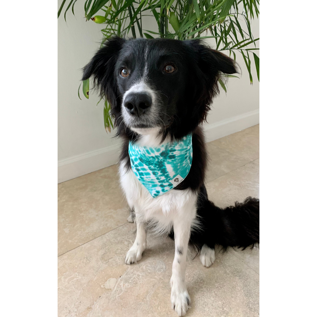 Dog wearing teal tie-dye swirl dog bandana