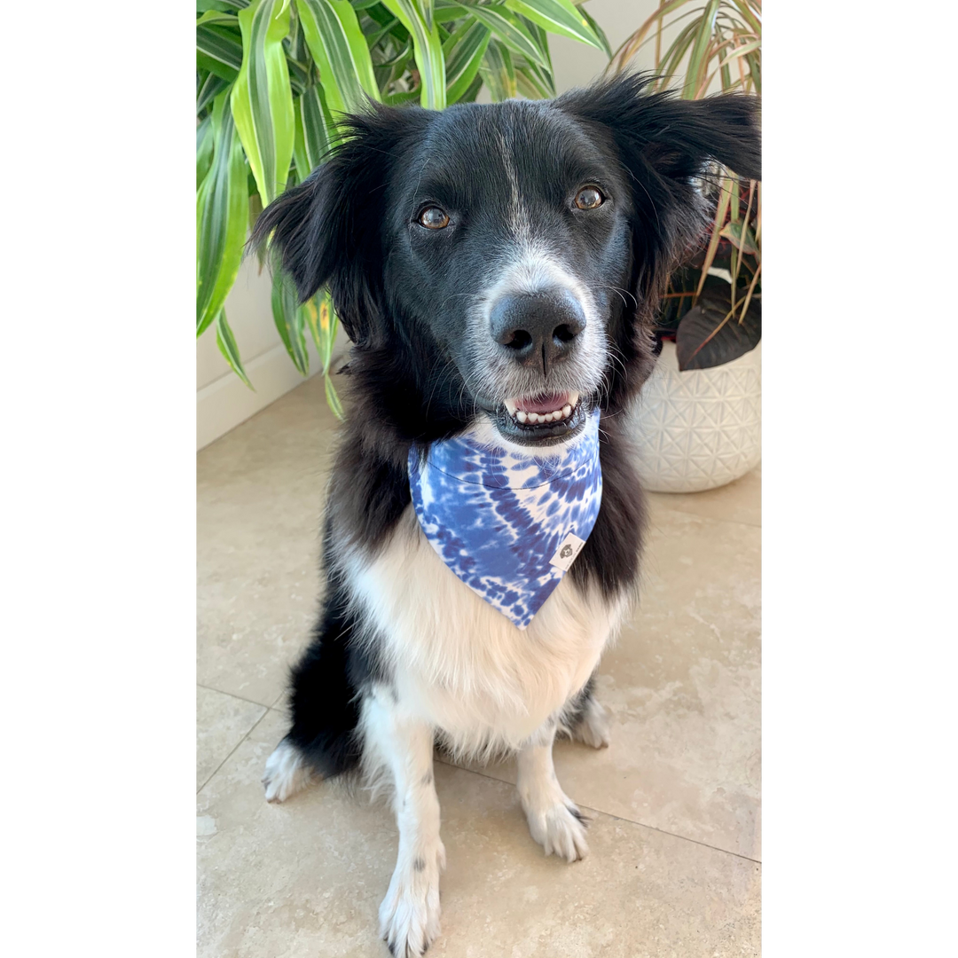 Dog wearing Blue tie-dye swirl dog bandana