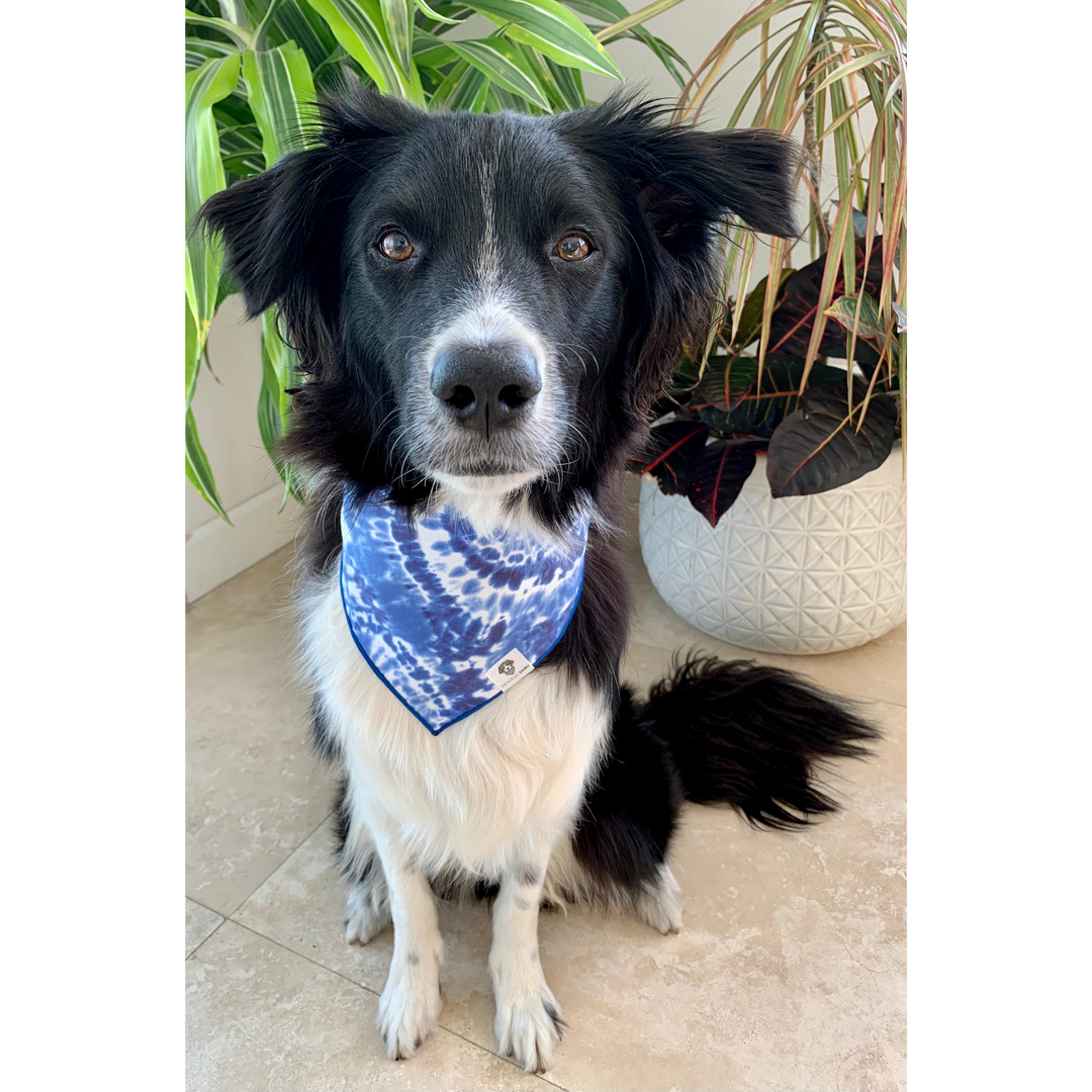 Dog wearing tie-dye blue dog bandana