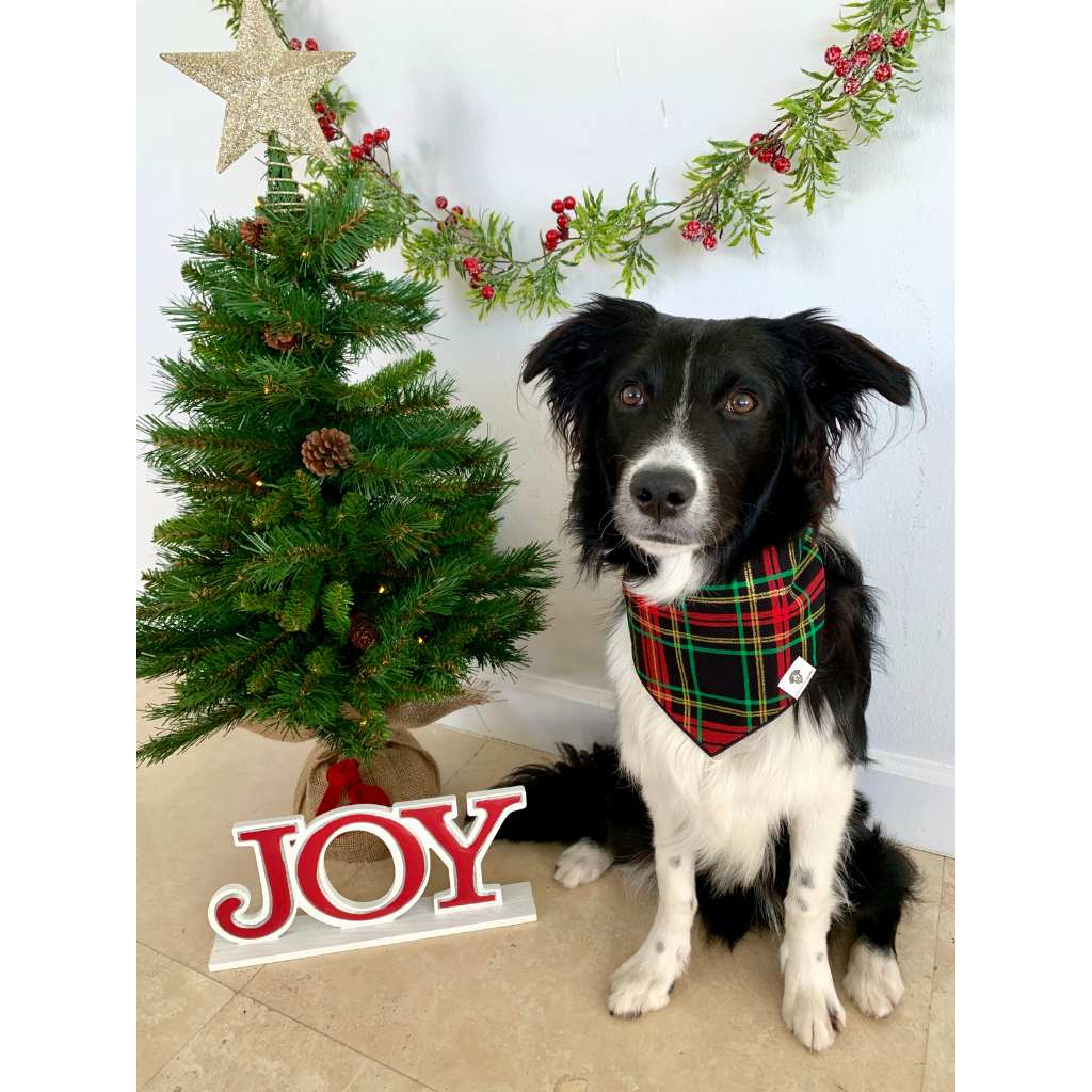 Dog wearing traditional holiday plaid with glitter Christmas bandana