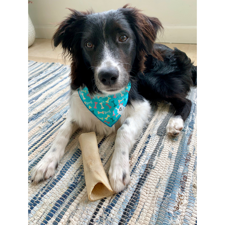 Dog wearing turquoise multi-colored bones dog bandana