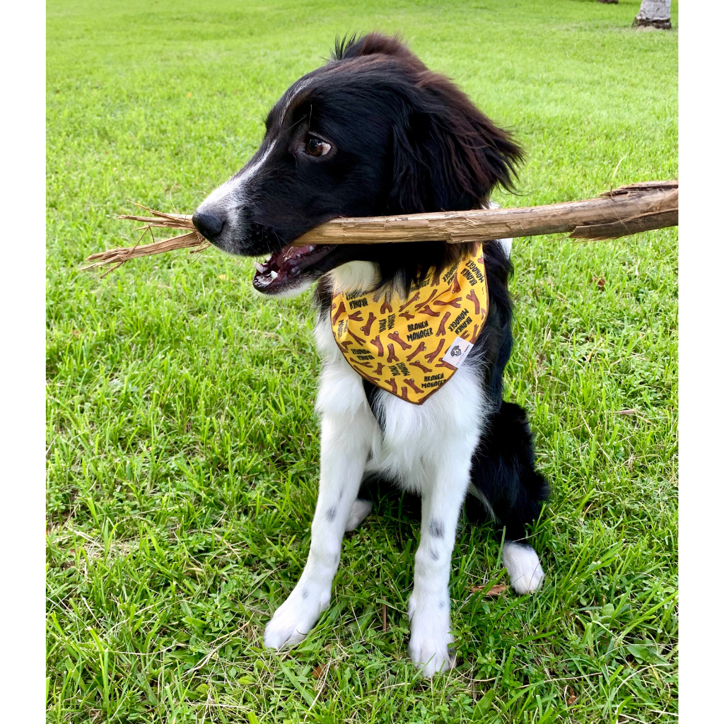 Dog wearing yellow branch manager bandana