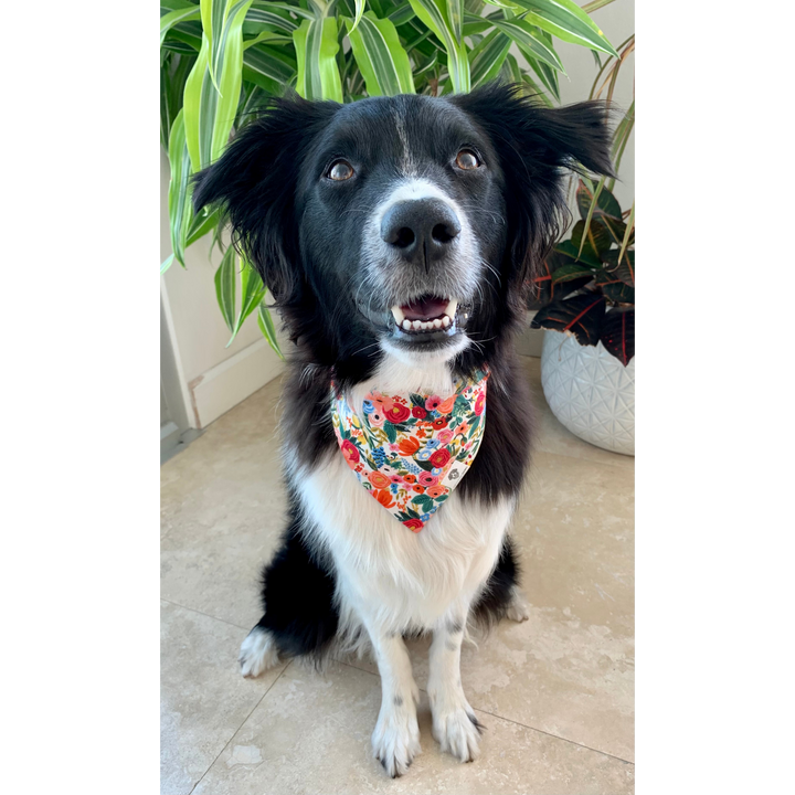 Dog wearing Cream floral dog bandana