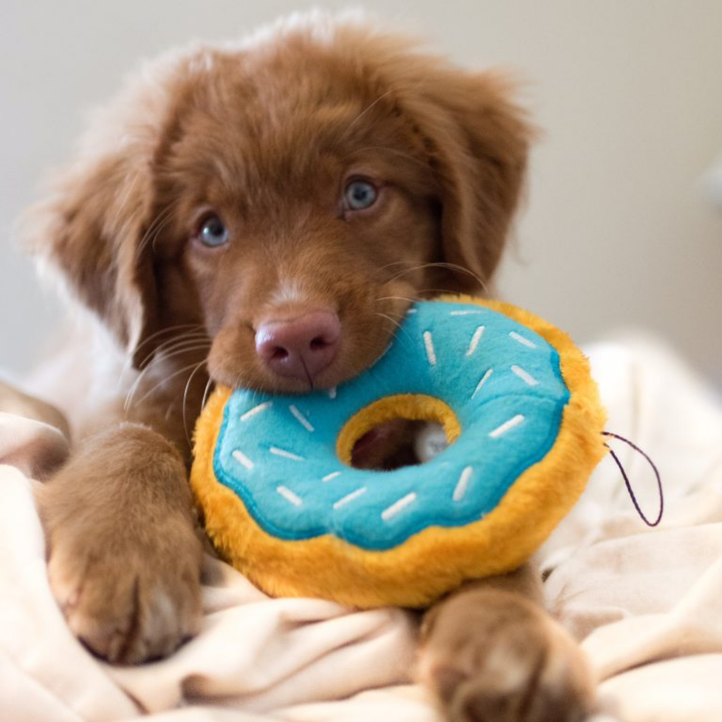 Dog playing with Zippypaws dog donut toy