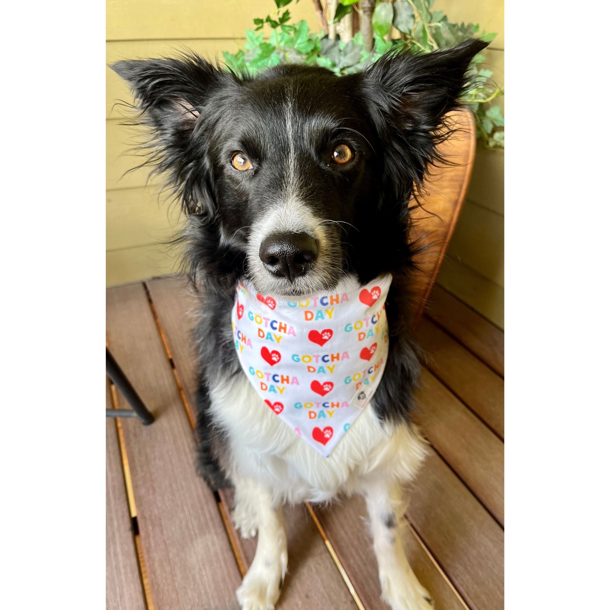 Gotcha day hot sale dog bandana