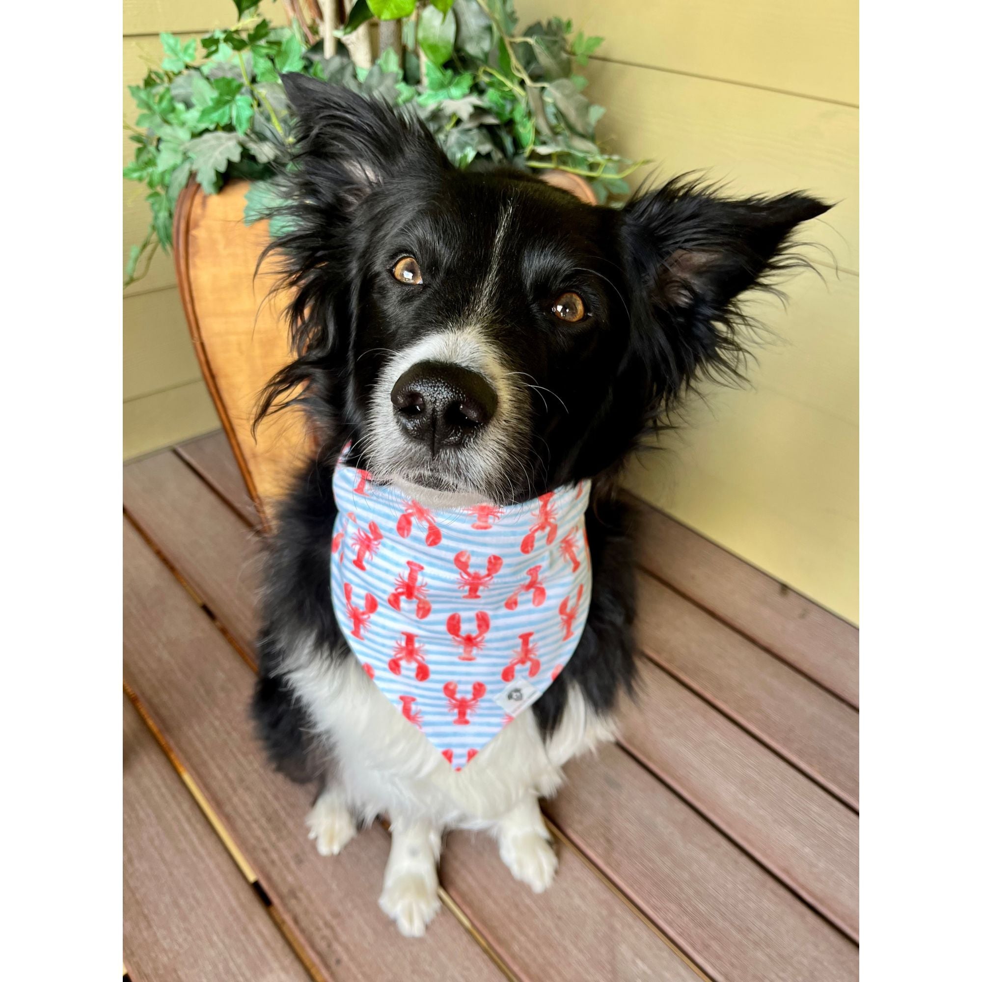 Slip over deals collar dog bandanas