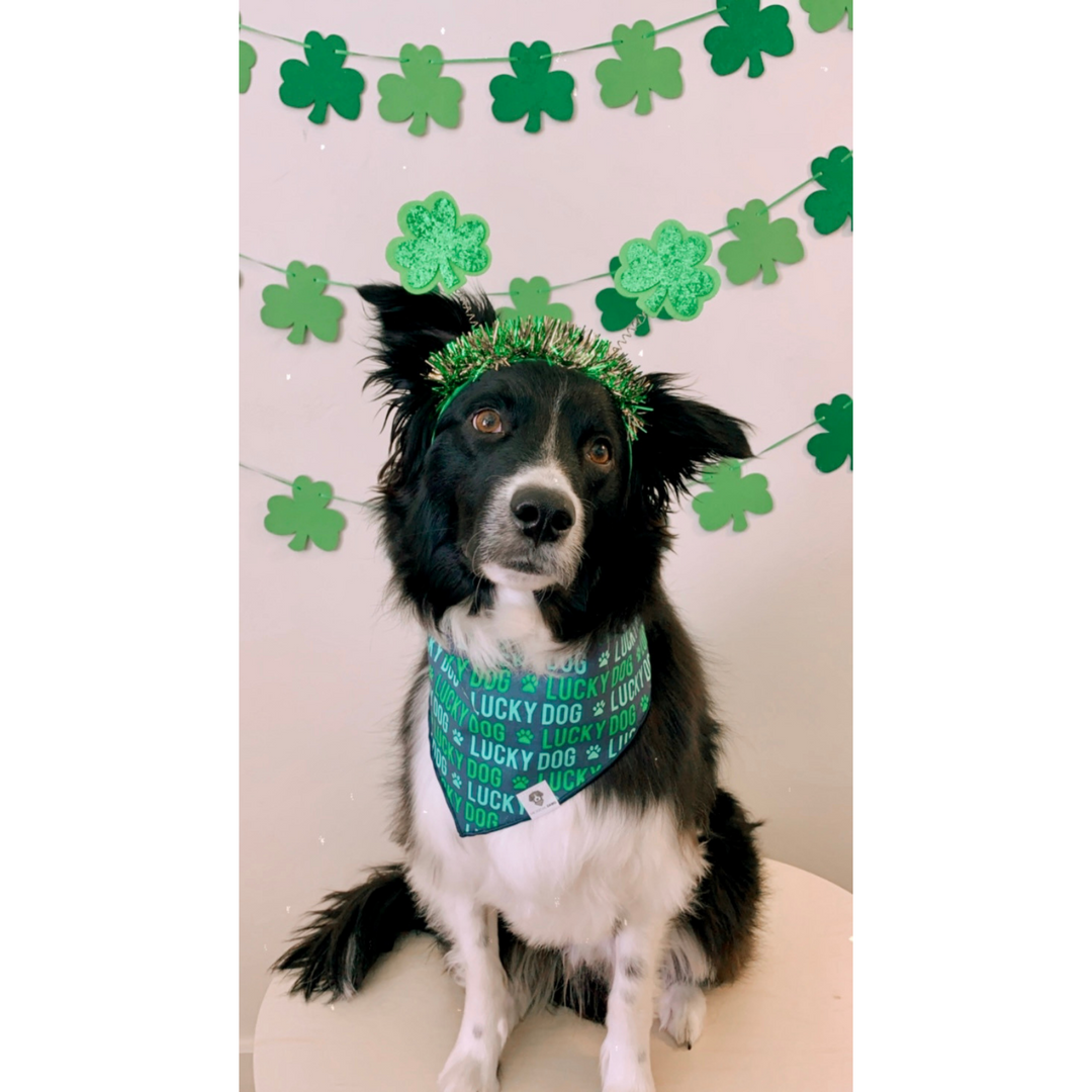 Lucky Dog St. Patrick's Tie-On Dog Bandana