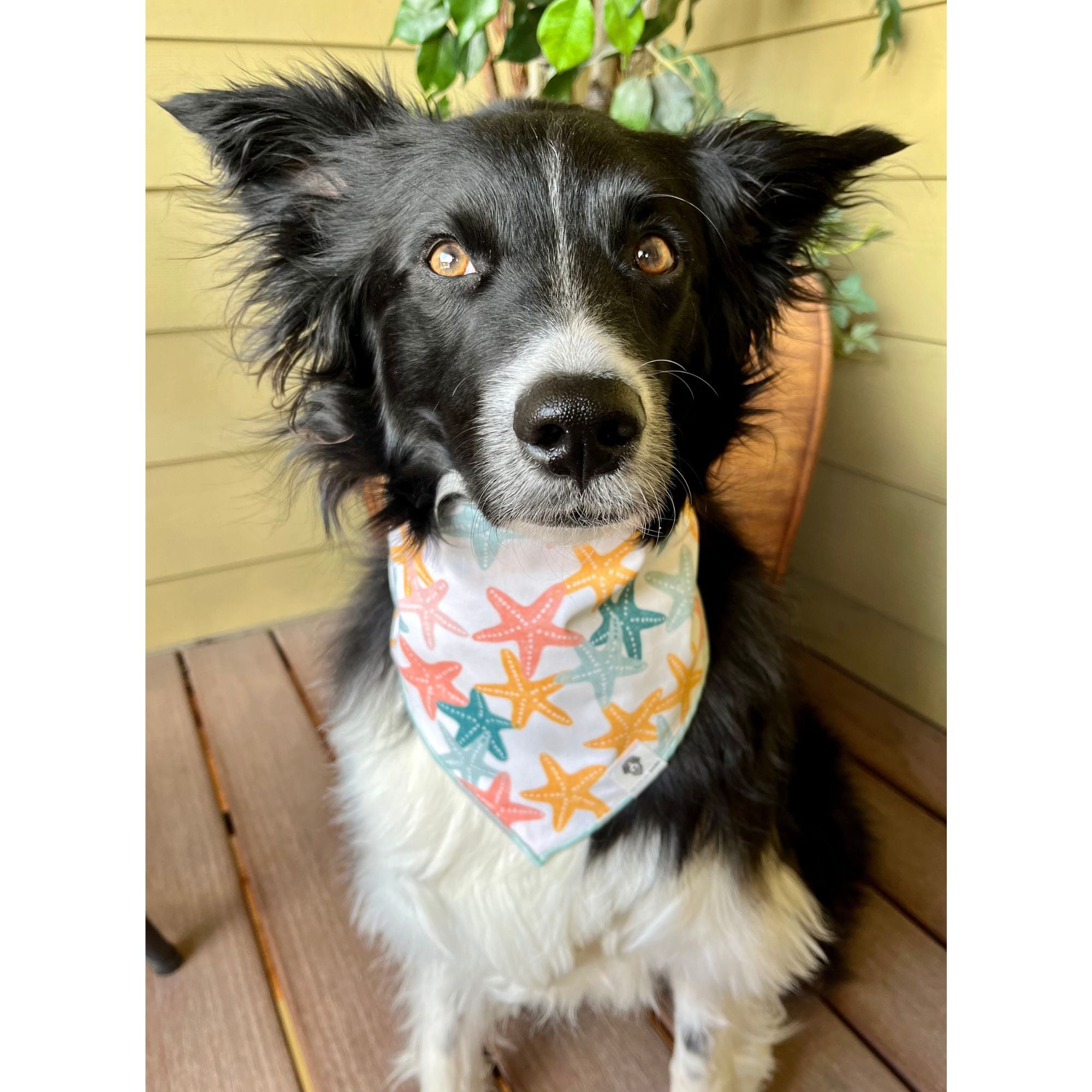 Nautical on sale dog bandana