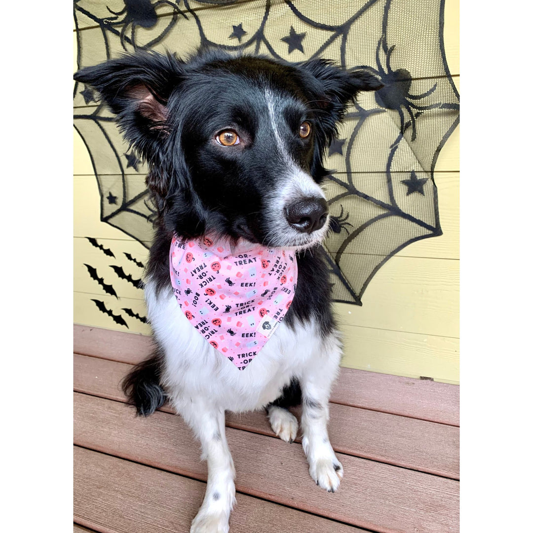 Cute dog with pink trick-or-treat halloween bandana