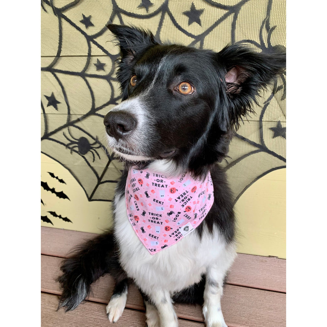 Cute dog with pink trick-or-treat bandana