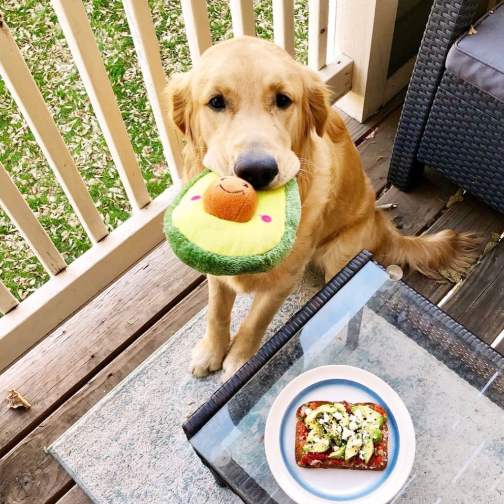 NomNomz Avocado Plush Dog Toy